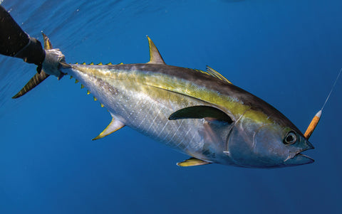 Cedar Plugs Tuna Fishing